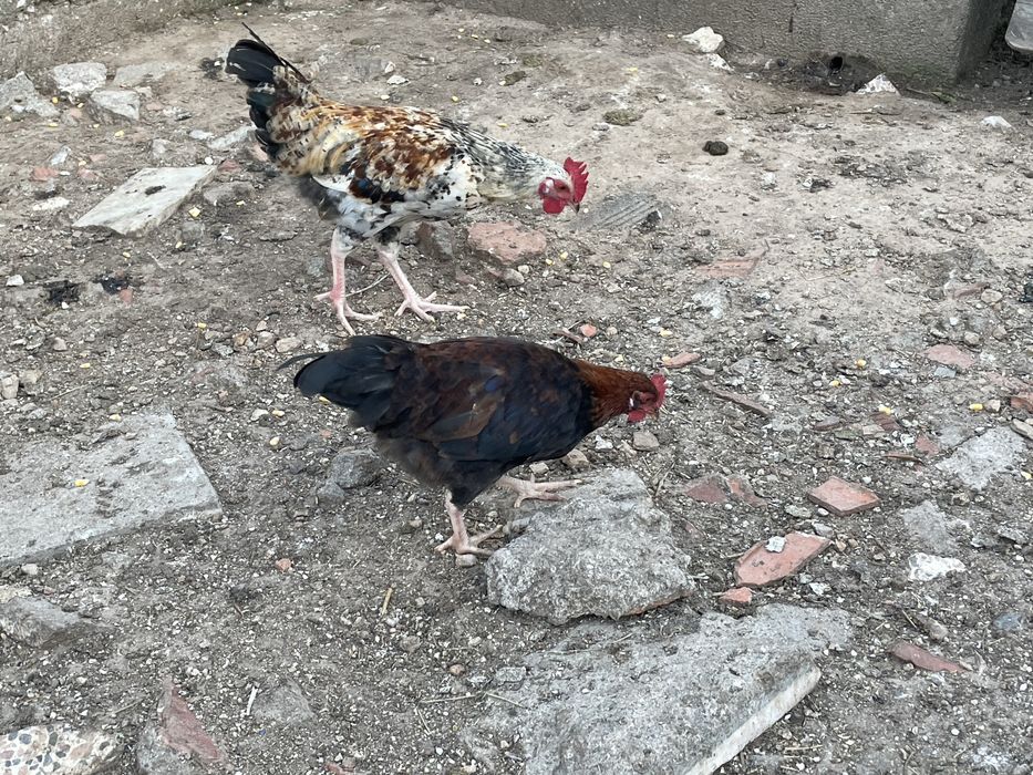Frangos para engorda