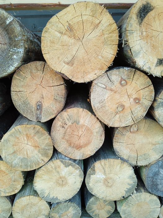 Drewno opałowe sosna