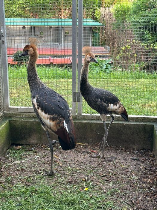 Casal de grou-coroado-preto