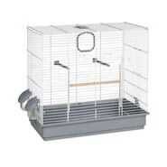 Ring neck domésticos, bebê, selvagem