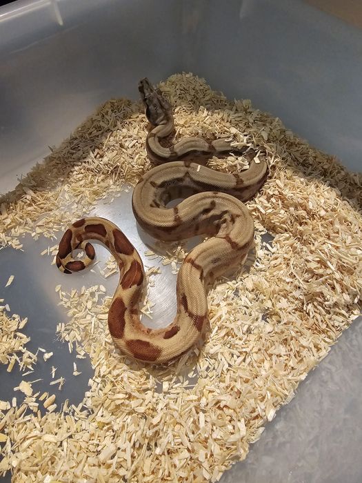 Waz mlody samiec samica