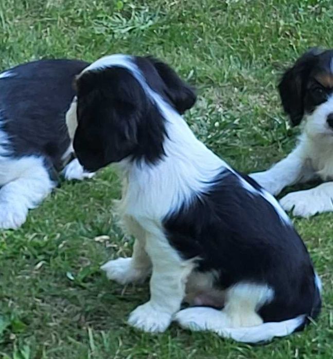 Cavalier King Charles spaniel
