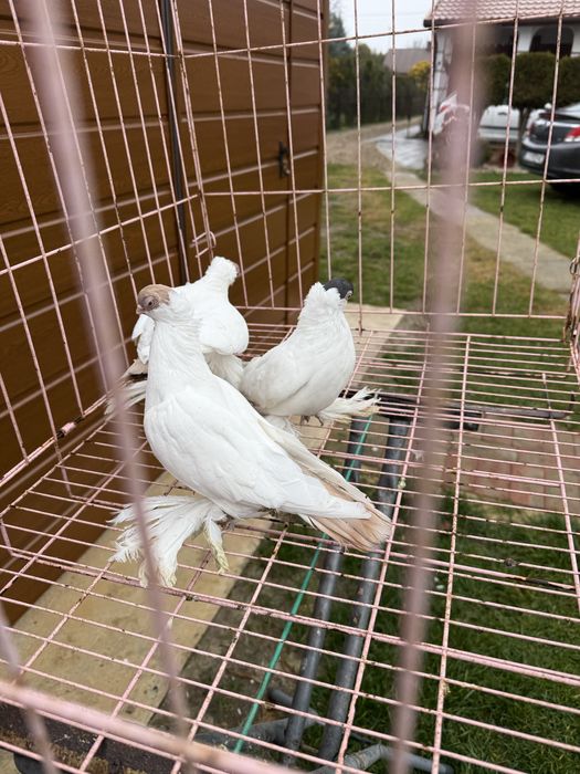 Sprzedam krymki bialostockie