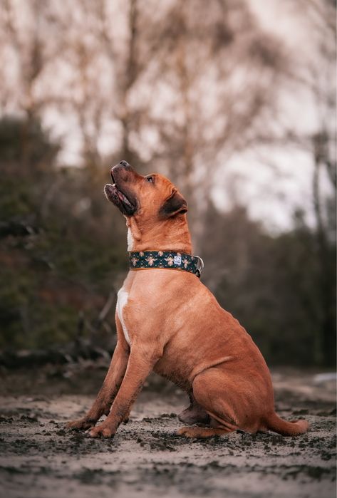 Pies w typie Bulla Pitbull Amstaf - adopcja