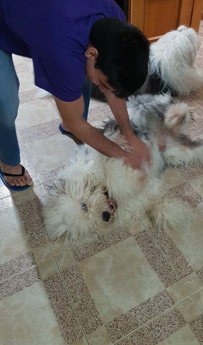 Petsitting e Dog Walking – Almada e Seixal