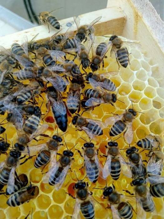 Карніка лінії Скленар 2026р.Бджоломатки.Матки Карніка. Матка