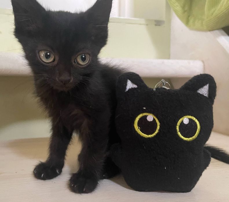 Кошеня у добрі руки!