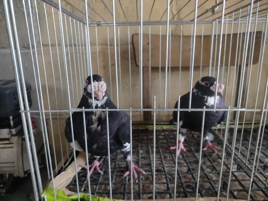 Gołębie staropolskie 9 sztuk