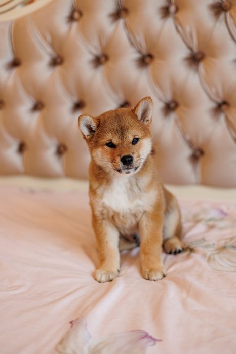 Чарівний міні-хлопчик Шиба Іну/ Сіба/ Shiba документи КСУ, вік 4 місяці.