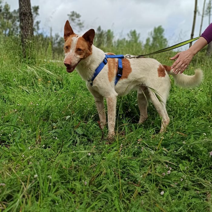 Leslie- cachorro de porte médio para adoção