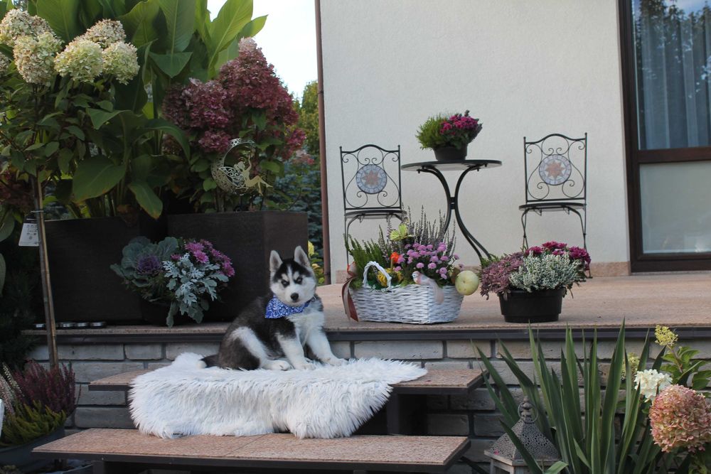 Siberian Husky-śliczny piesek