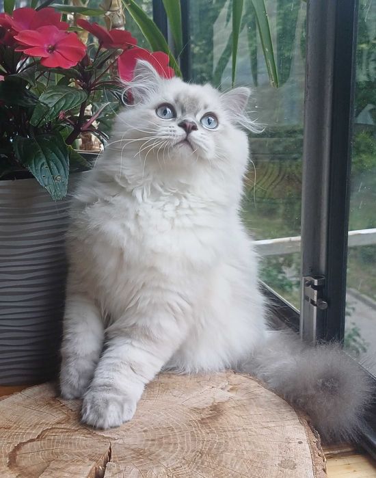 Лагідний шотландський котик