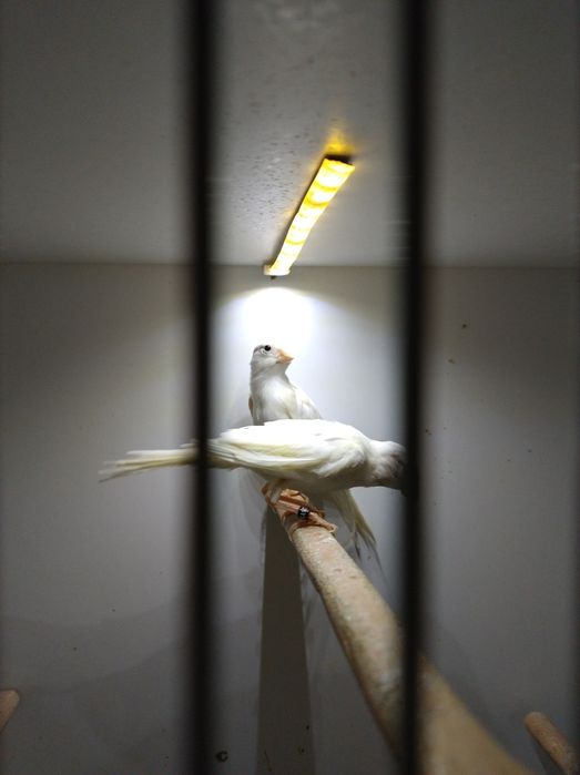 Kanarki śpiewające rosyjskie