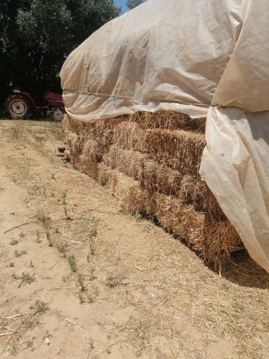 Fardos de palha/feno nascidico