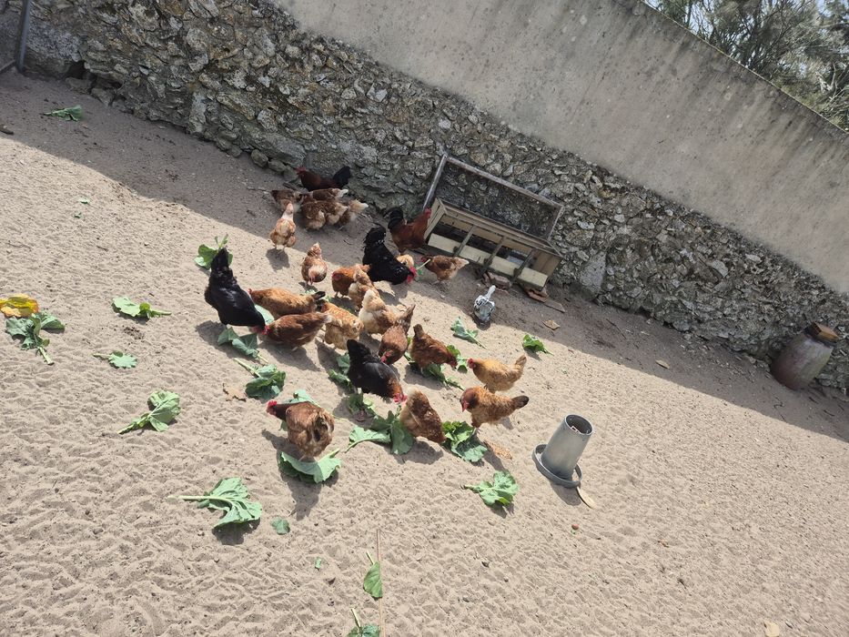 Ovos caseiros para venda á duzia