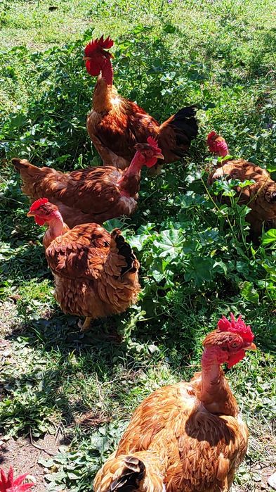 Ovos galinhas felizes