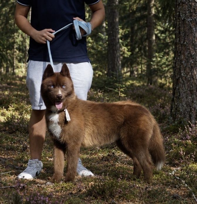 Siberian Husky ZKwP zapowiedz miotu