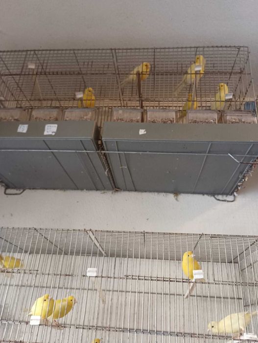 Vendo canários femeas, se for todos fica mais barato