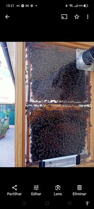 Colmeia exposição abelhas