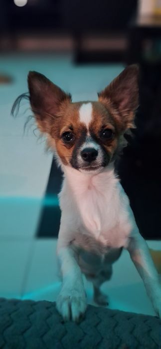 Chihuahua długowłosy  chłopiec
