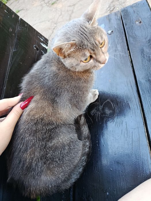 Кошка. Нашли кошечку.