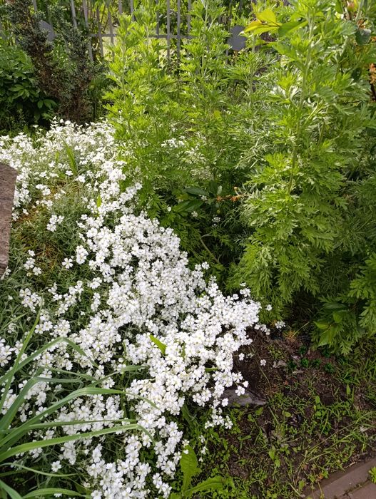 Продається дім в дачному кооперативі