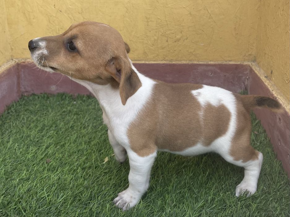 Macho Jack Russell Terrier