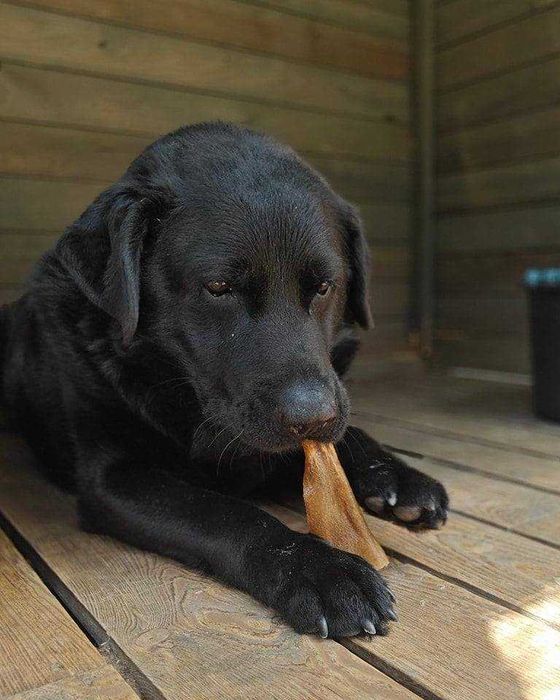 Wierny pies do adopcji Oskar