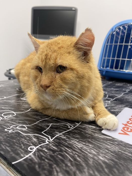 Rudy kocurek do adopcji