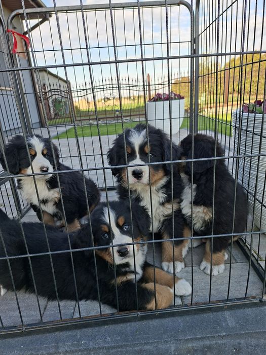 Berneński Pies Pasterski suczka