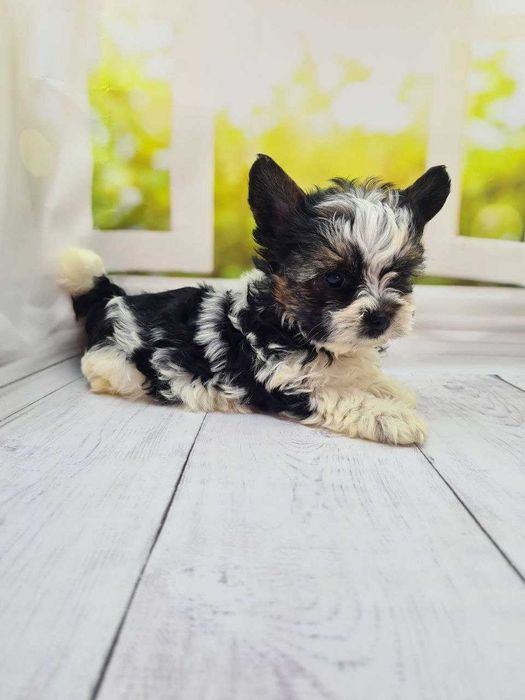 Шикарні бівер йорки КСУ.Якісні цуценята з відмінними породними даними