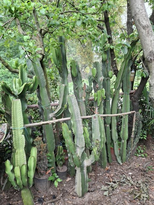 Podas de catos   monstro  e outos