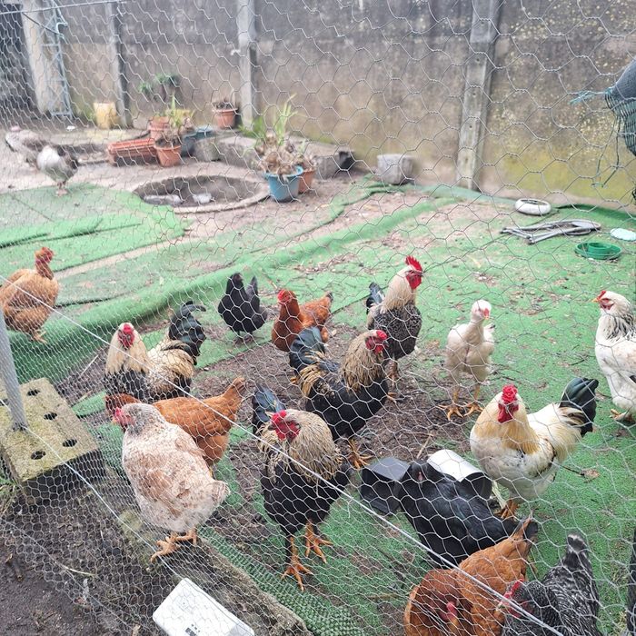 Frangos caseiros/ indios