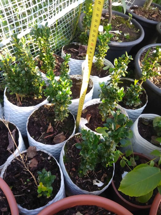 Plantas araçá amarelo, maracujá roxo, buxos e loureiro