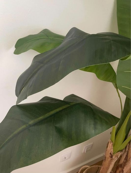 Bananeiras 170 cm para decorações para entregas