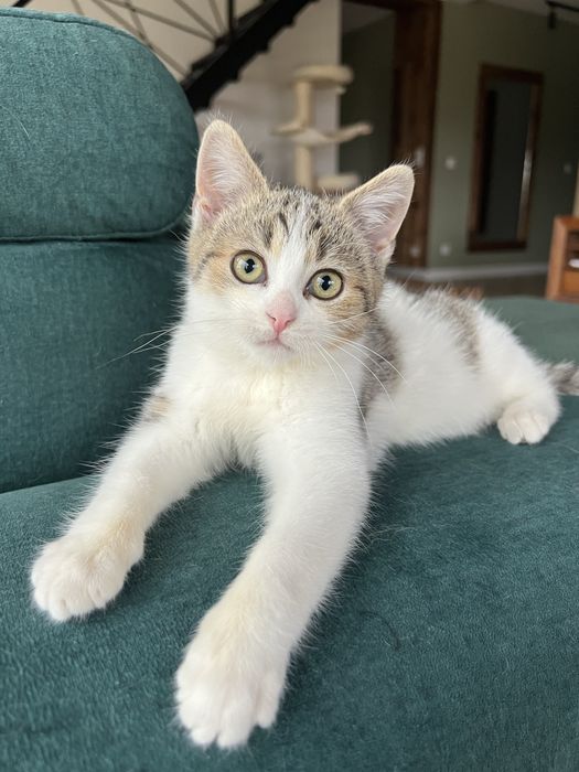 Cebulka – ciekawska i energiczna kotka, szuka odpowiedzialnego domu