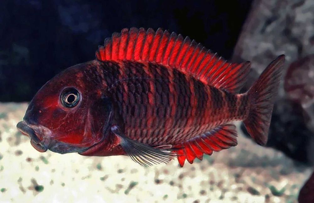 Tropheus sp. Moliro Red - pokolenie F1 - dowóz, wysyłka