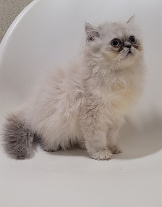 Gatinha persa linda