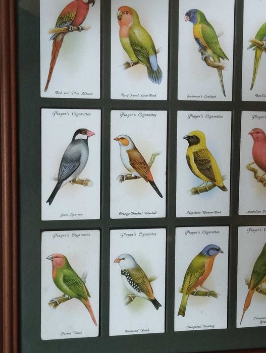 Quadro Pássaros - Colecção 50 Cartões Cigarros