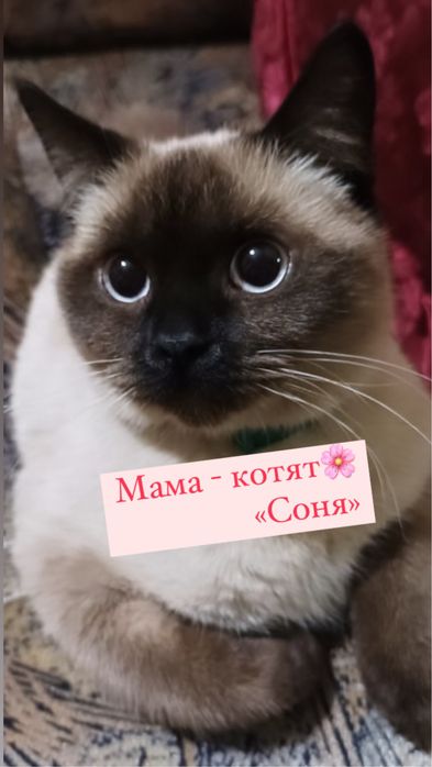 Породистые Котята британские