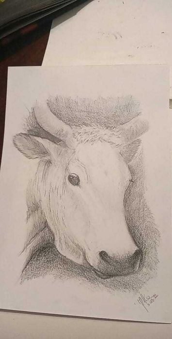 Obrazek głowa krowy A5