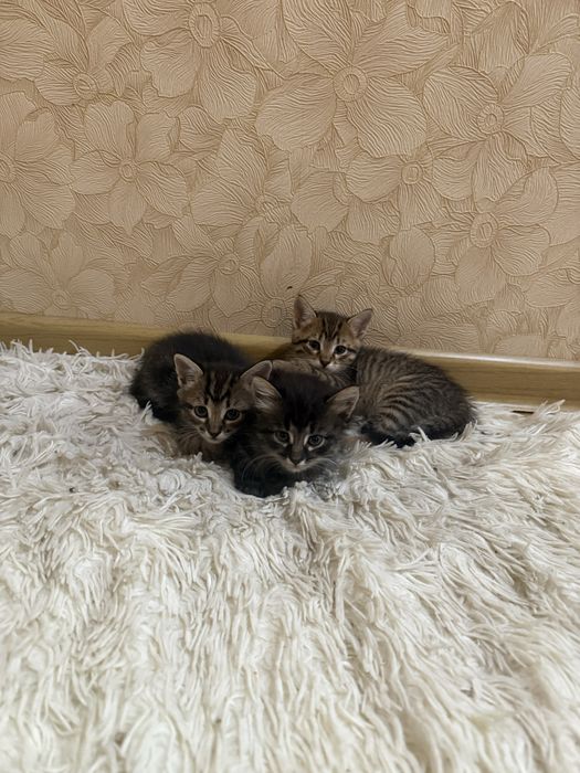 Отдам котят полтора месяца