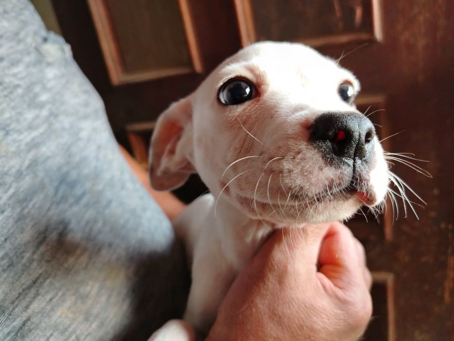 Lindíssimo menino boxer x branco