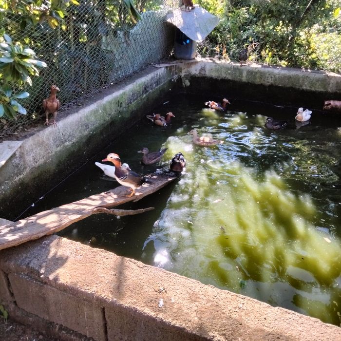 Patos mandarins adultos