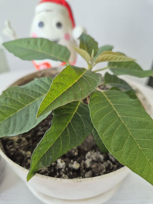 Пуансетия, пуансетія, молочай-різдвяник, різдвяна зірка