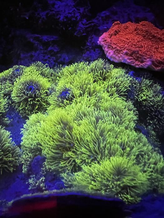 Koralowiec Briareum ultra fluo koraliwiec miekki