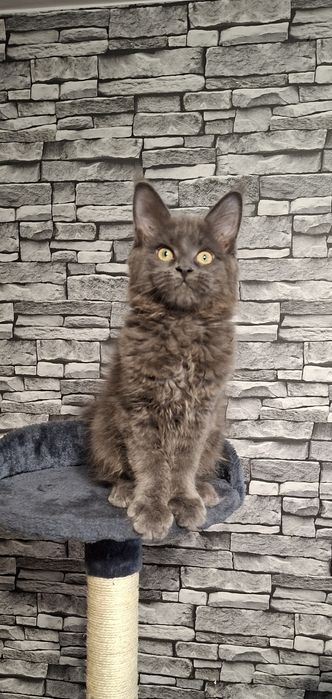 Kotka Maine Coon po Grand International Champion