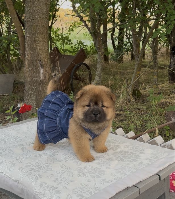 ЧауЧау дівчинка КСУ