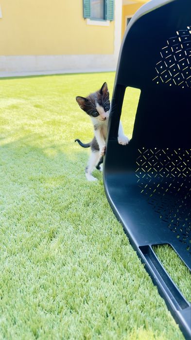 Gatinhos  para Adoção