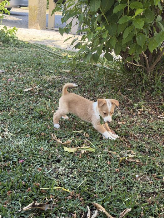 Cachorros podengo para adoçao